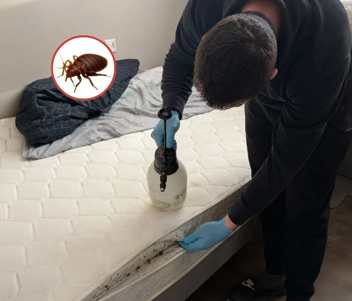 Technicien traitant un matelas contre les punaises de lit à Versailles
